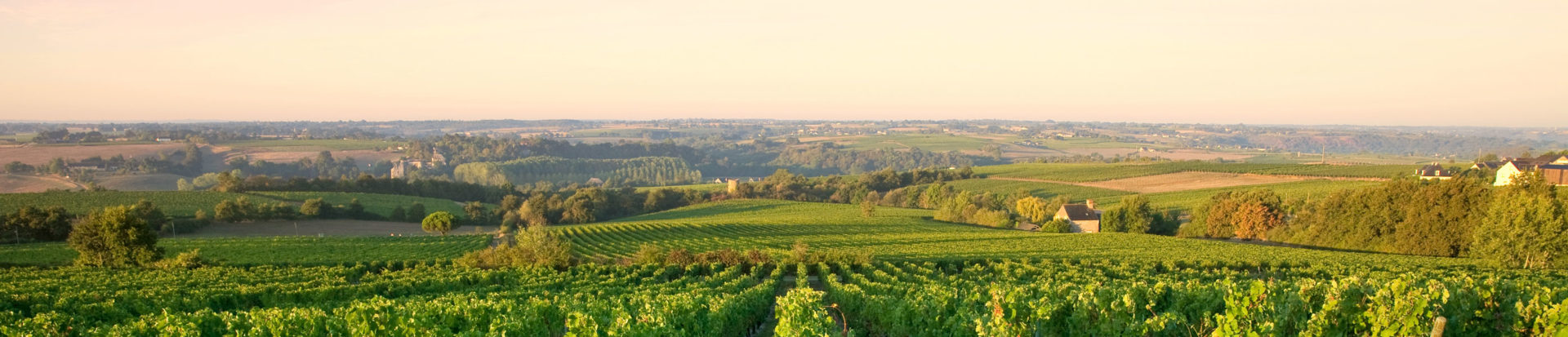 sauge blanche de Californie 100g